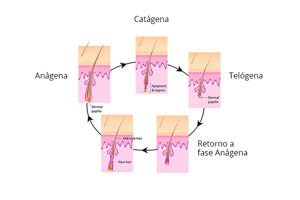 ciclo de vida dos fios de cabelo